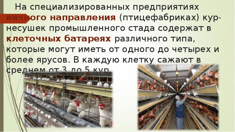 На специализированных предприятиях яичного направления (птицефабриках) кур-несушек промышленного стада содержат в На специализированных предприятиях яичного направления (птицефабриках) кур-несушек промышленного стада содержат в