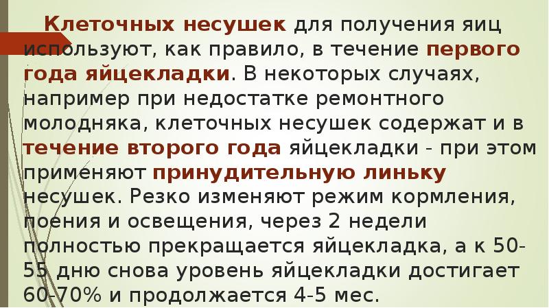 Клеточных несушек для получения яиц используют, как правило, в течение первого Клеточных несушек для получения яиц используют, как правило, в течение первого