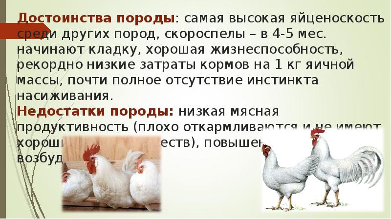 Достоинства породы: самая высокая яйценоскость среди других пород, скороспелы – в Достоинства породы: самая высокая яйценоскость среди других пород, скороспелы – в