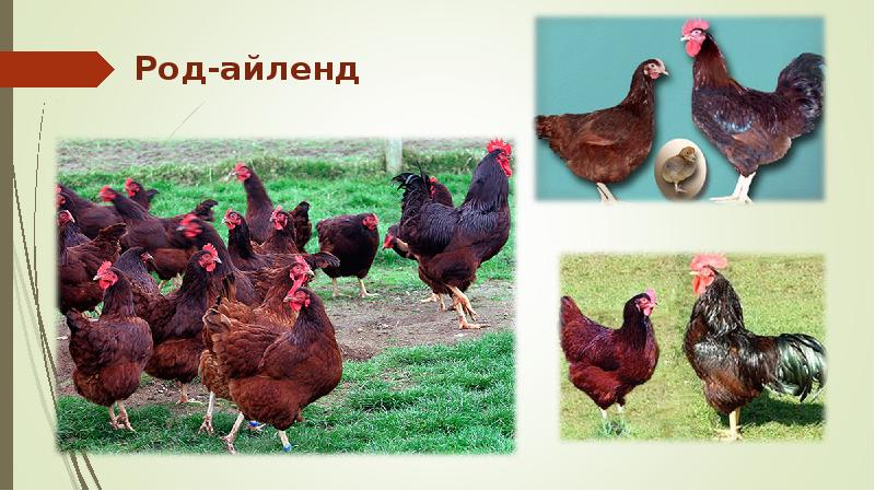 Род-айленд Род-айленд