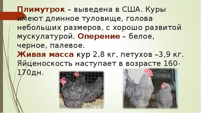 Плимутрок – выведена в США. Куры имеют длинное туловище, голова небольших Плимутрок – выведена в США. Куры имеют длинное туловище, голова небольших