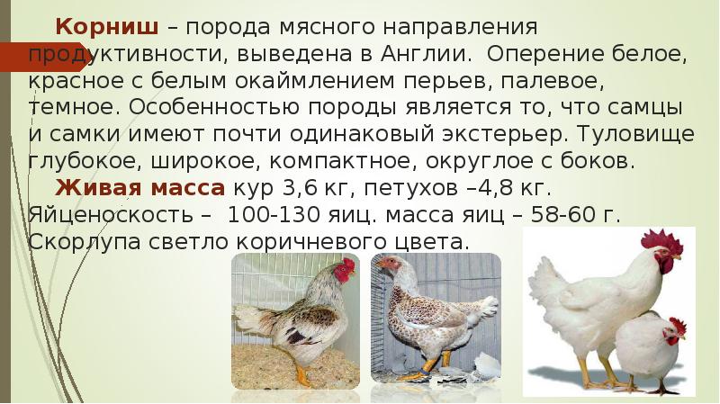Корниш – порода мясного направления продуктивности, выведена в Англии. Оперение белое, Корниш – порода мясного направления продуктивности, выведена в Англии. Оперение белое,