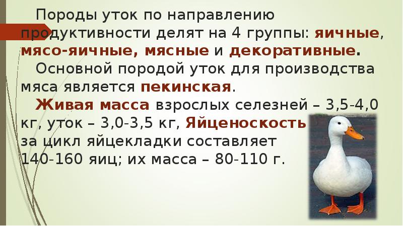 Породы уток по направлению продуктивности делят на 4 группы: яичные, мясо-яичные, Породы уток по направлению продуктивности делят на 4 группы: яичные, мясо-яичные,