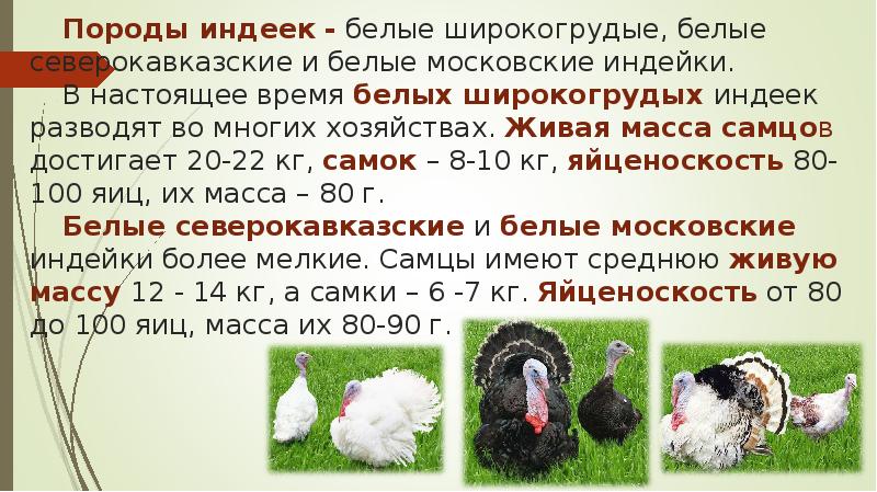 Породы индеек - белые широкогрудые, белые северокавказские и белые московские индейки. Породы индеек - белые широкогрудые, белые северокавказские и белые московские индейки.