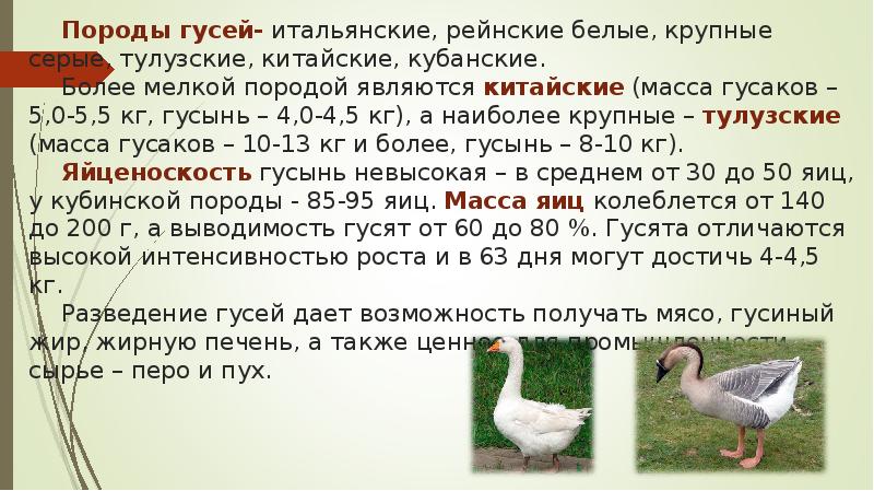 Породы гусей- итальянские, рейнские белые, крупные серые, тулузские, китайские, кубанские. Породы гусей- итальянские, рейнские белые, крупные серые, тулузские, китайские, кубанские.