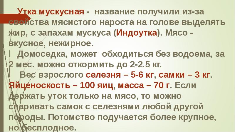 Утка мускусная - название получили из-за свойства мясистого нароста на голове