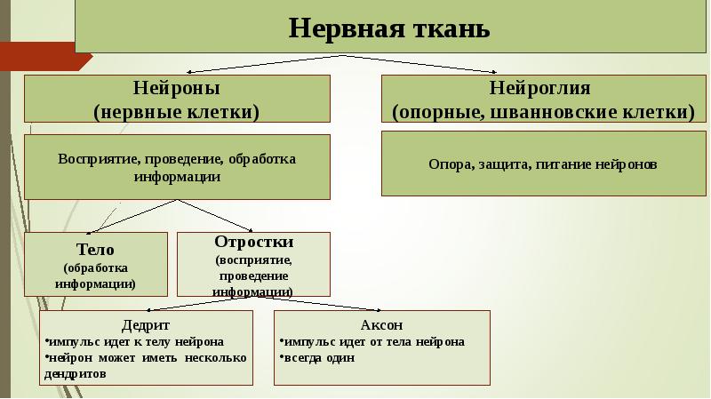 Нервная ткань гистология презентация