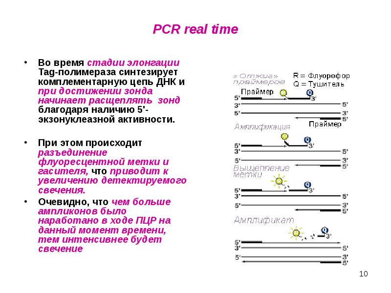 Полимеразная цепная реакция презентация