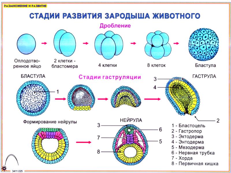Эмбриология
