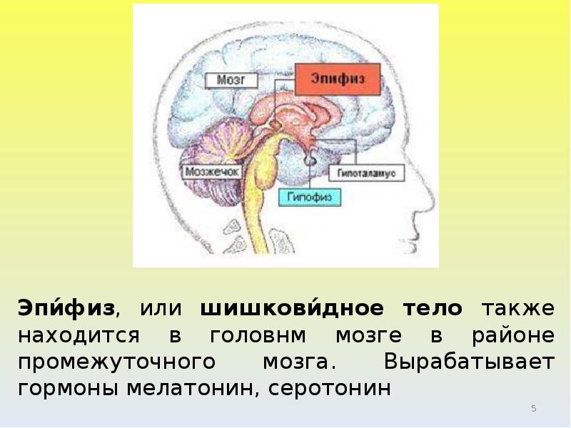Место гипофиза. Гипофиз эпифиз таламус. Строение мозга эпифиз гипофиз. Таламус гипоталамус эпифиз. Расположение эпифиза в головном мозге.