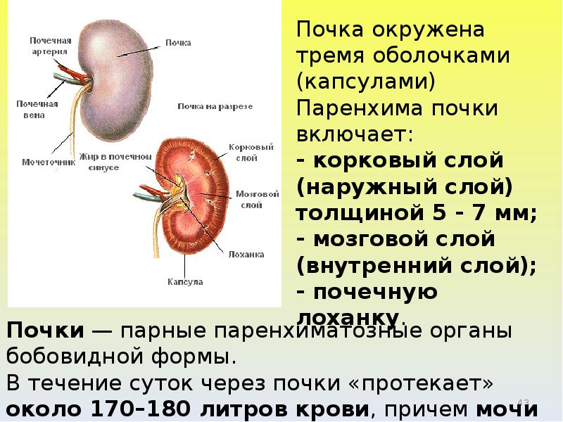 Выберите описание почек парный орган бобовидной формы