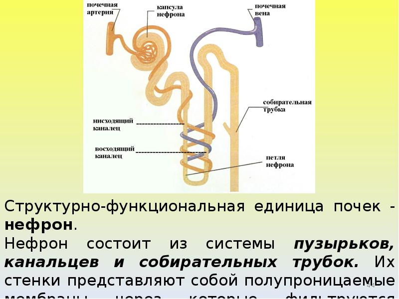 Какую функцию выполняет собирательная трубка. Собирательная трубочка нефрона функция. Функция собирательных почечных трубочек:. Строение почки собирательная трубочка. Собирательная трубка нефрона.