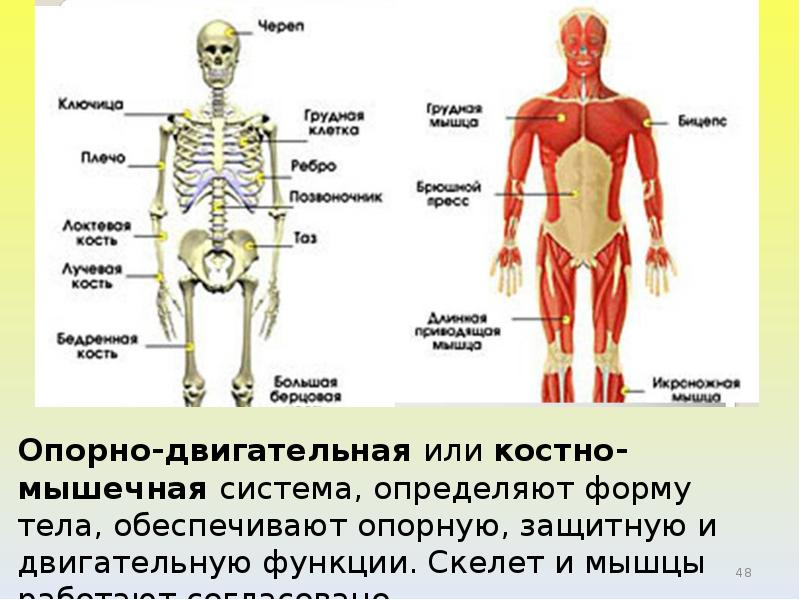 Презентация система органов человека 3 класс