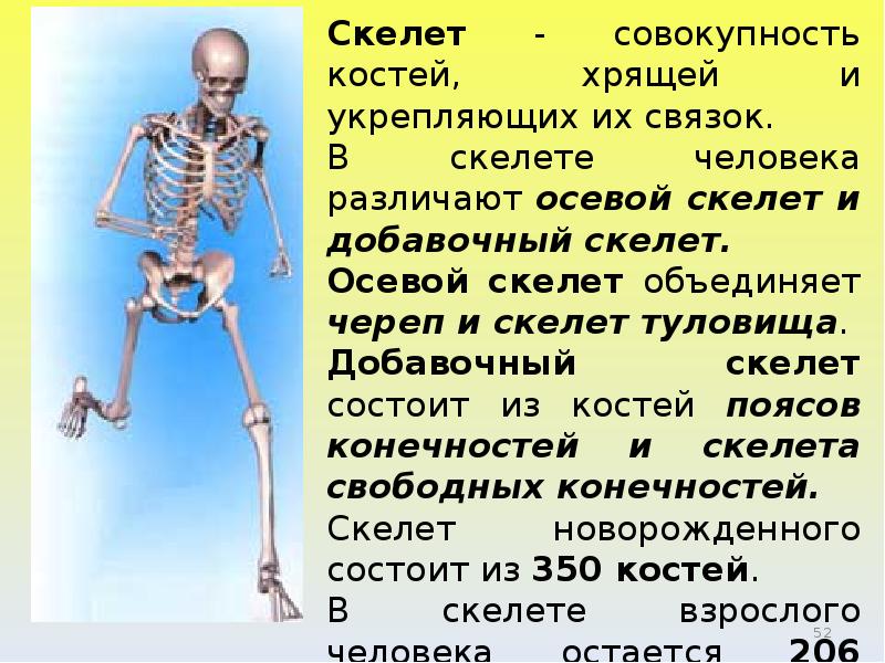 Совокупность костей хрящей и укрепляющих их связок. Совокупность костей хрящей и укрепляющих их связок