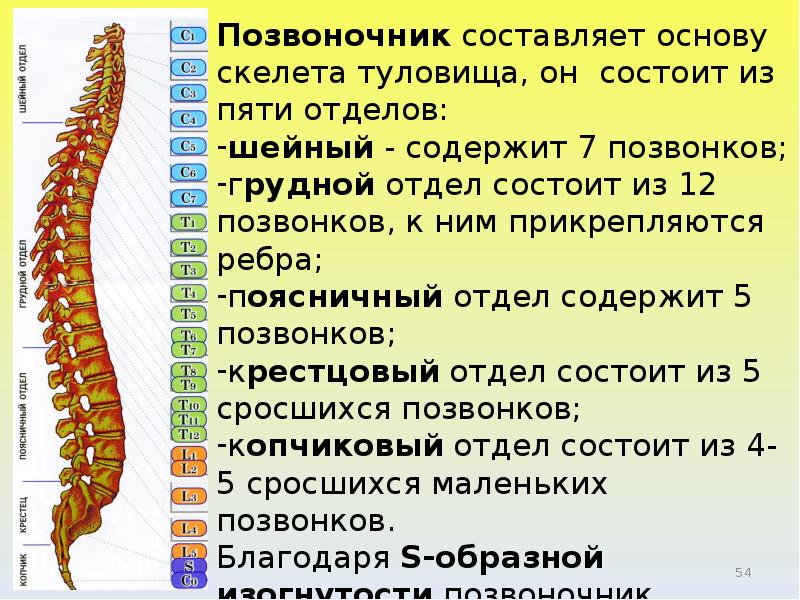 Уровни позвонков. Грудной отдел состоит из 12 позвонков. Из чего состоит шейный отдел позвоночника человека. Шейный отдел сколько позвонков. Позвоночник с номерами позвонков.