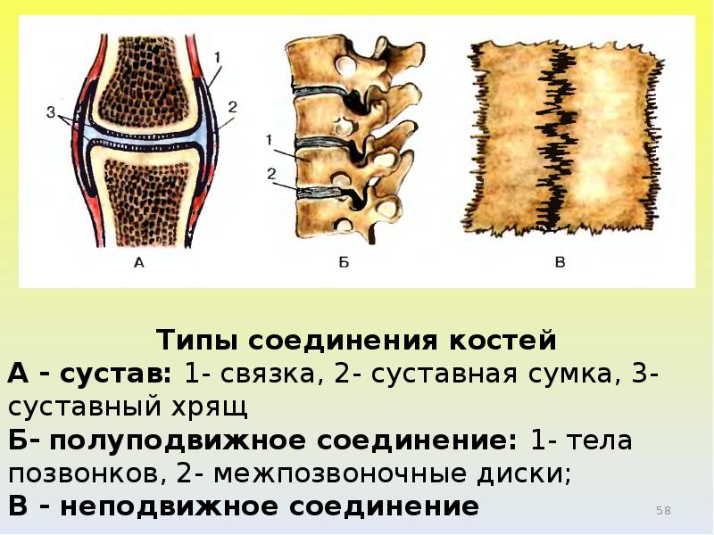 Полуподвижные кости пример. Подвижное соединение костей. Соединение костей суставы. Типы соединения костей у собак.