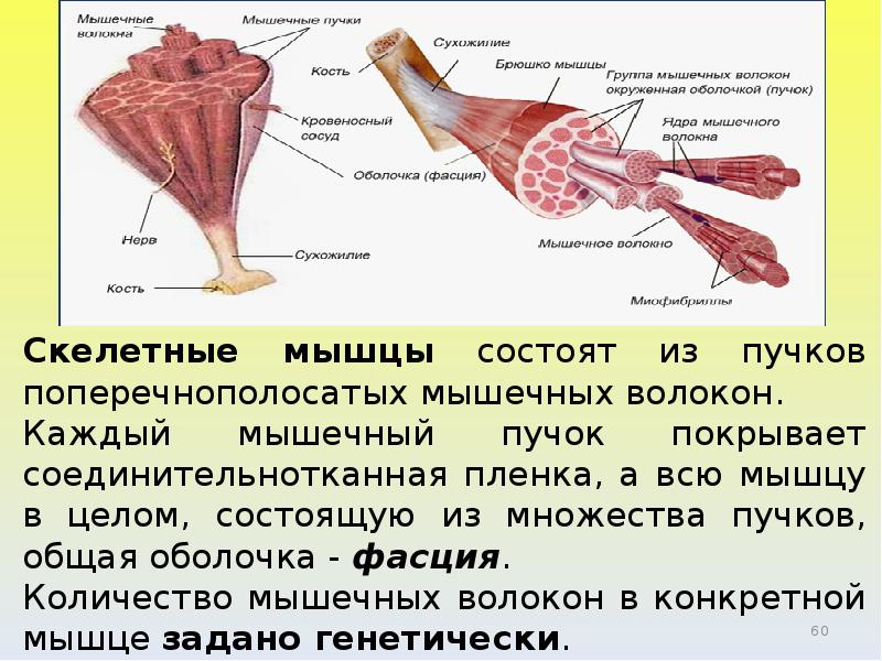 Пучки мышц