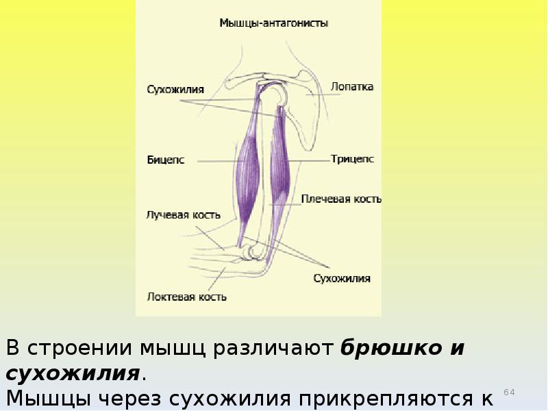 Брюшко мышцы. Брюшко у человека. Брюшко мышцы покрыто. Брюшко мышцы и крепление. Брюшко тело мышцы.