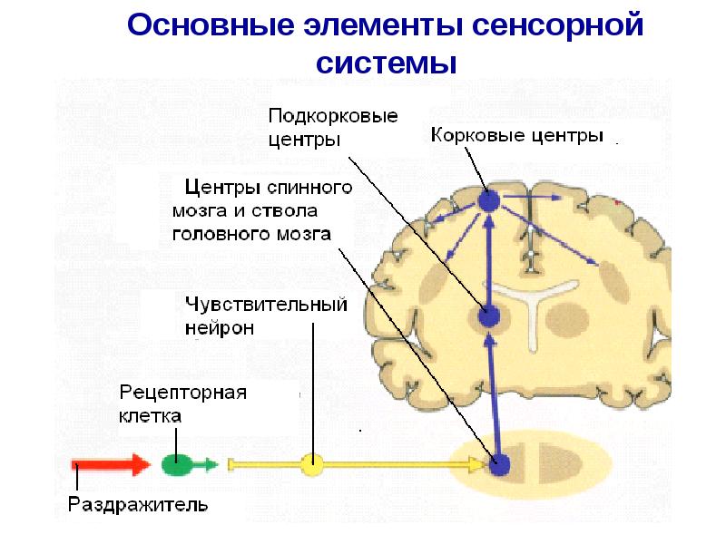 Структурно функциональная схема анализатора