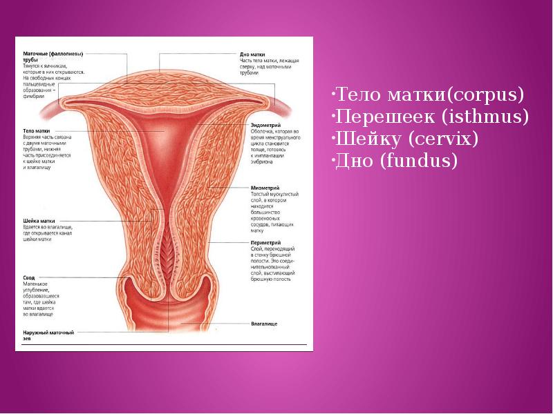 Фото матки женщины строение