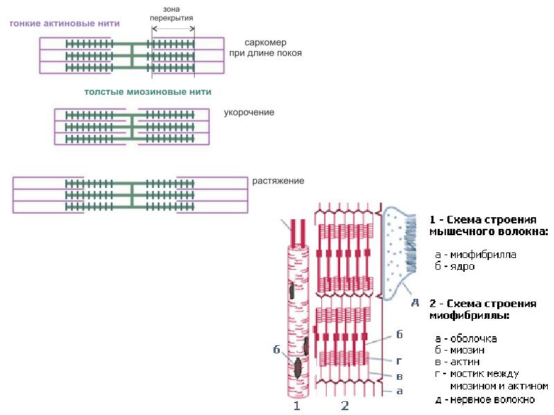 Схема строения саркомера гистология