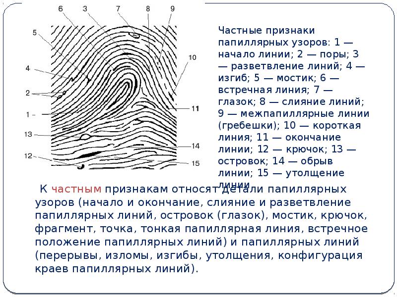 Протокол описания отпечатков пальцев образец