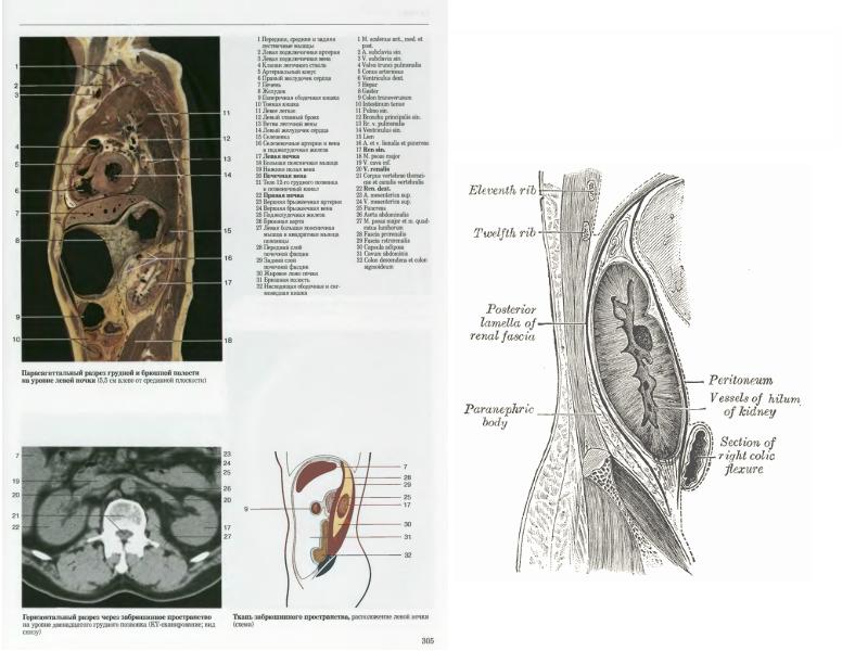 Anatomy 18. Клиническая анатомия. Ромер Парсонс анатомия позвоночных. Анатомический и клинический корень. Limen Insulae анатомия.