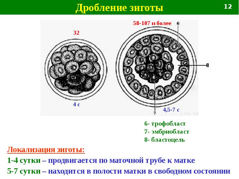 Схема дробления зиготы млекопитающих