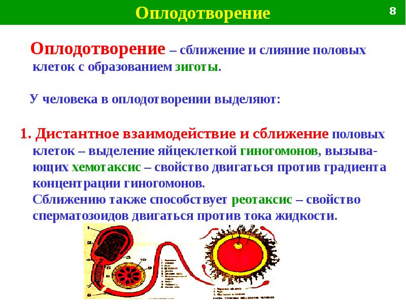 Презентация на тему оплодотворение