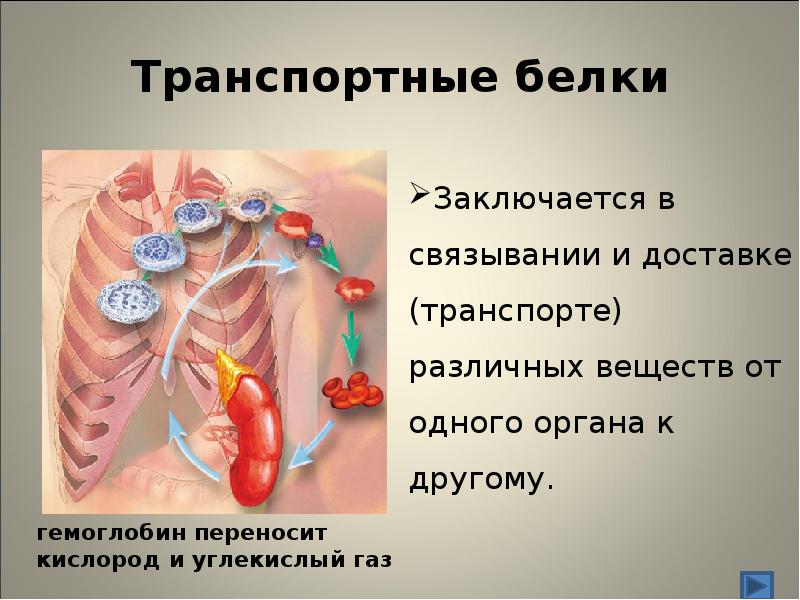 Транспортные белки