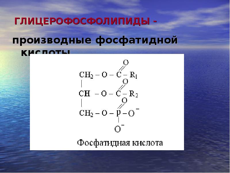 Схема переваривания липидов биохимия