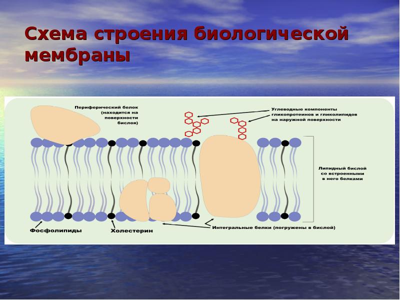 Биологическое строение. Схема строения биологической мембраны. Биологическая мембрана схема. Схема строения биомембраны. Нарисовать схему строения биомембраны..