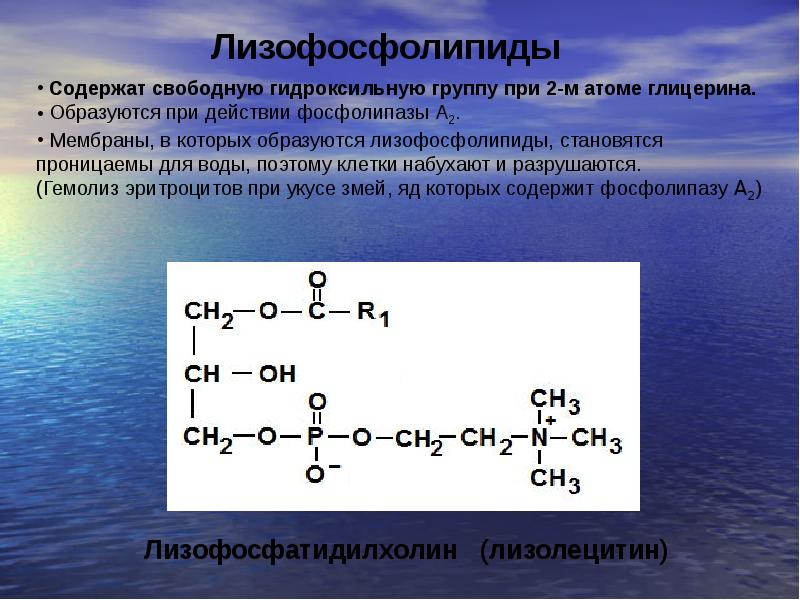 Схема переваривания липидов биохимия