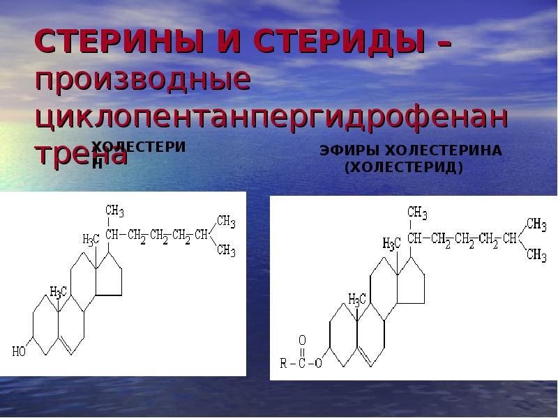 Схема переваривания липидов биохимия