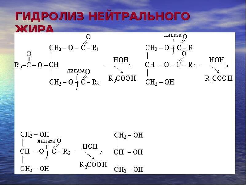 Презентация гидролиз жиров