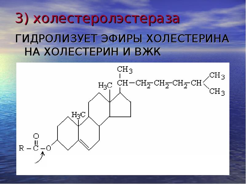 Схема переваривания липидов биохимия