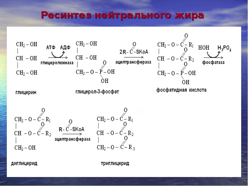 Синтез жиров в кишечнике. Уравнение химических реакций ресинтеза нейтрального жира. Ресинтез фосфолипидов реакции. Ресинтез нейтрального жира реакция. Ресинтез липидов схема.