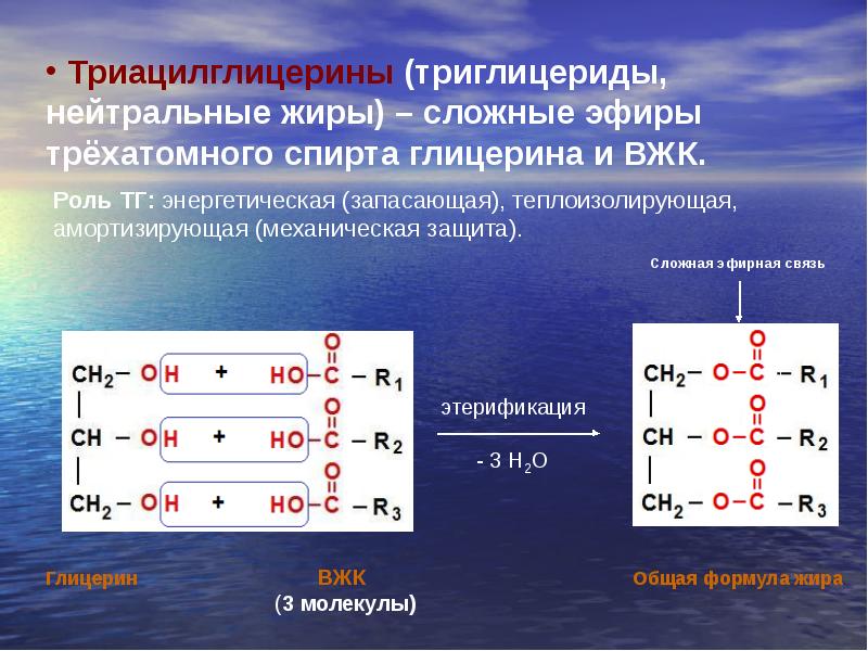 Липиды образуются из глицерина. Триацилглицерины и триглицериды. Нейтральные жиры строение. Нейтральные жиры (триглицериды)- это. Строение нейтральных жиров.