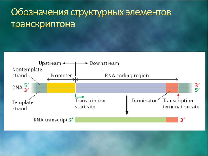 Система оперон у эукариот. Транскриптон строение. Оперон и транскриптон. Строение оперона и транскриптона. Функциональные гены транскриптона.