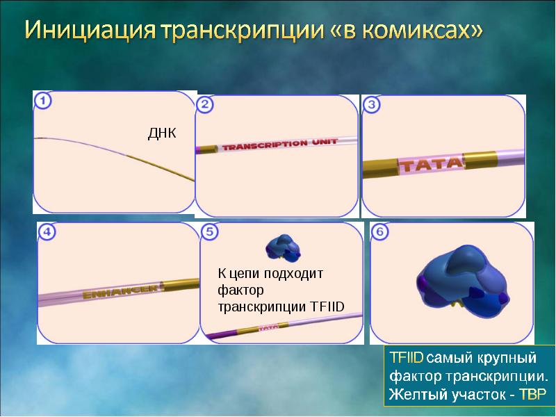 Транскрипция днк эукариот. Факторы инициации транскрипции эукариот. РО фактор транскрипции. Транскрипционный фактор e2f инициирует. Сообщение "транскрипции ф.листа".