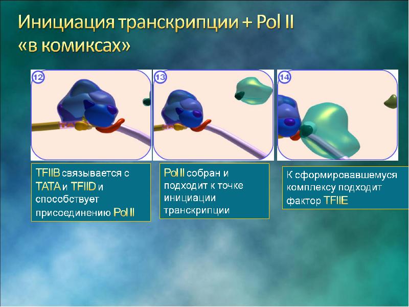 Транскрипция рнк полимераза