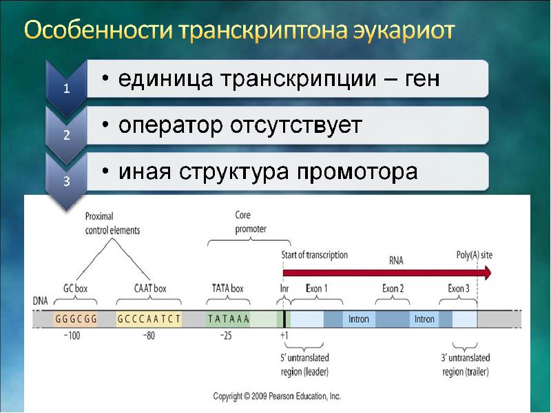 Транскрипция рнк эукариот