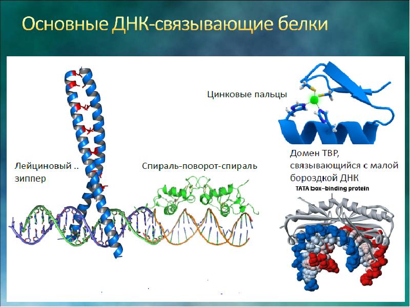 Рнк полимераза 2 эукариот