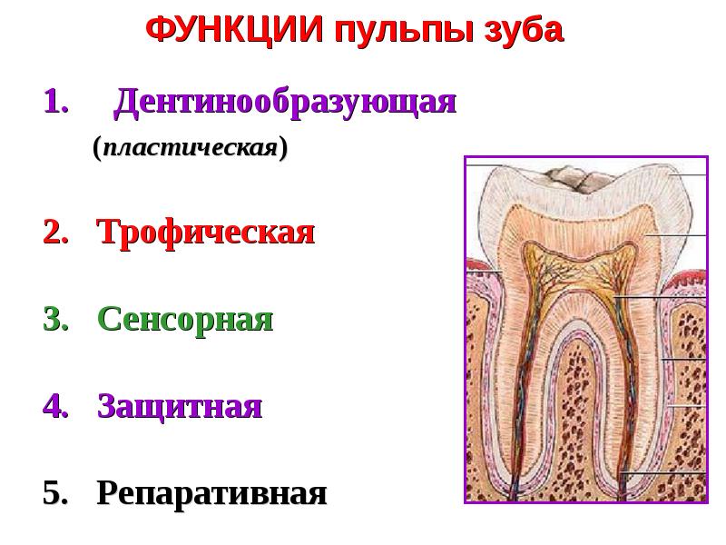 Соединительная ткань пульпы. Анатомия и гистология пульпы зуба. Соединительная ткань пульпы. Строение и функции пульпы зуба. Соединительная ткань пульпы.