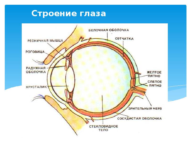 Строение глаза человека 8 класс. Строение белочной оболочки глаза. Зрительный аппарат человека. Части на рисунке зрительный анализатор Ресничная мышца. Зрительные рецепторы расположены в белочной оболочки.