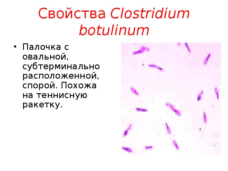 Клостридии презентация микробиология