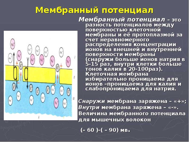 Виды потенциалов. Природа мембранного потенциала покоя. Мембранный потенциал это разность потенциалов между. Природа мембранного потенциала физиология. Классификация мембранного потенциала.