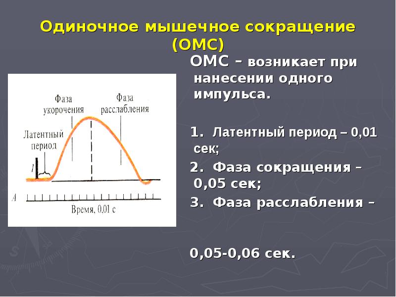 Фаза расслабления