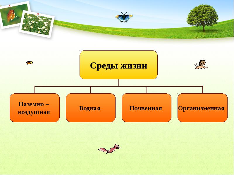 Основные среды жизни презентация экология