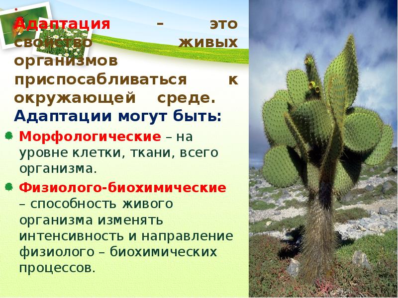 Адаптация организмов к условиям окружающей среды проект